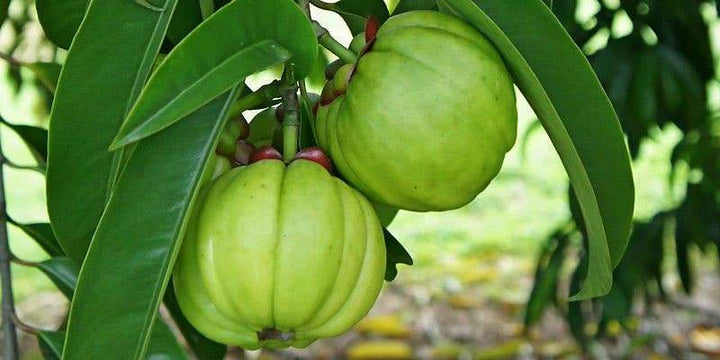 How Garcinia Cambogia May Help With Weight Management
