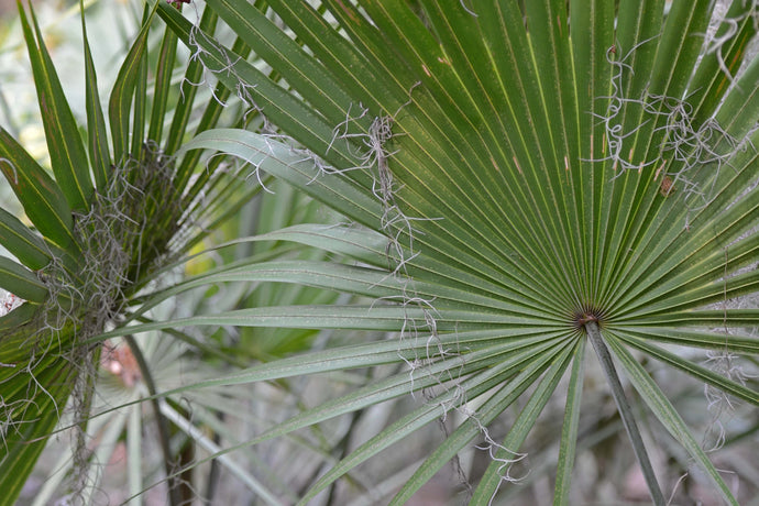 4 Possible Benefits and Uses of Saw Palmetto